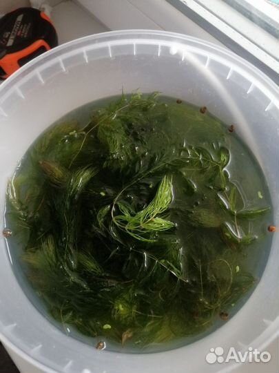 Аквариумное растение