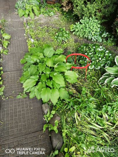 Продам хосту