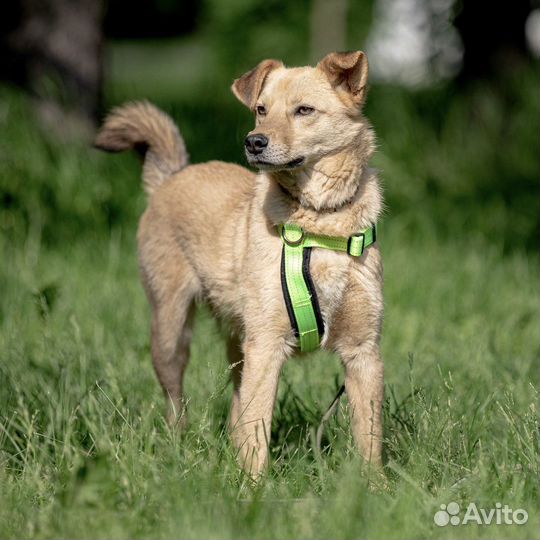 Собака в дар Зефир в добрые руки бесплатно