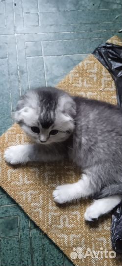 Серебристая шиншилла вислоухая