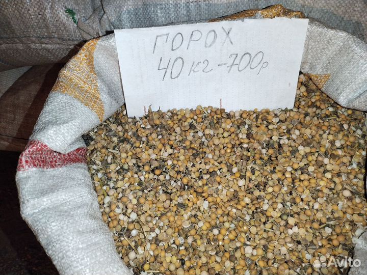 Горох кормовой