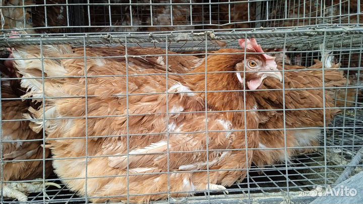 Куры яичных пород