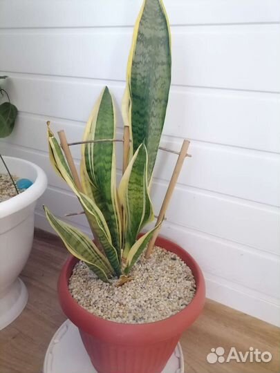 Гибискус китайская роза