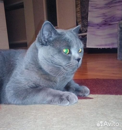Британский кот для вязки