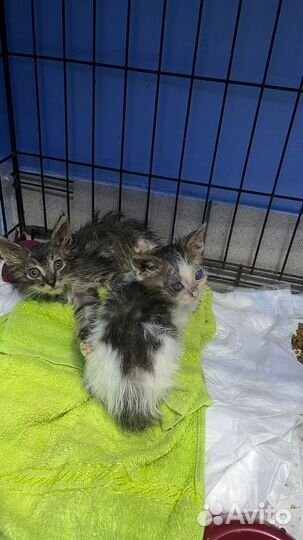 Котятам нужен дом, передержка и помощь