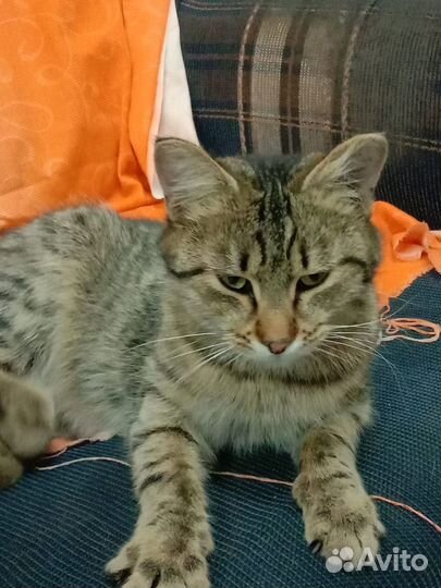 Кошка в добрые руки