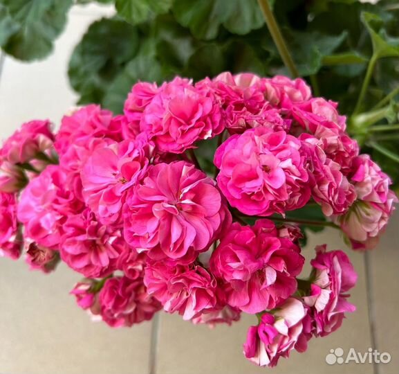 Пеларгония герань