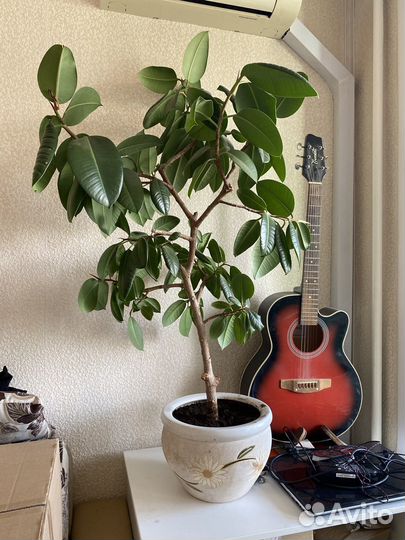 Фикус эластика робуста каучуконосный 130 см