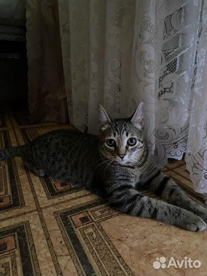 Отдам кота в добрые руки