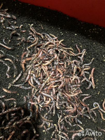 Малек червя (дендробены)