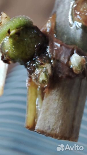 Замиокулькас