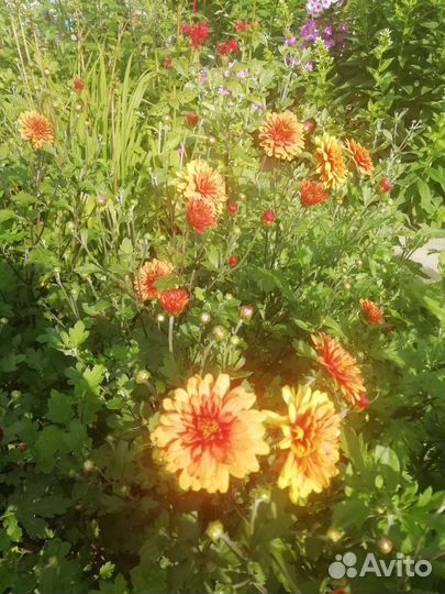 Хризантема