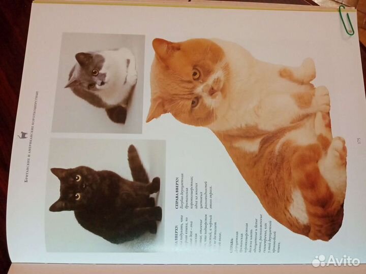 Энциклопедия из серии 