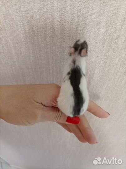 Эксклюзив крысята