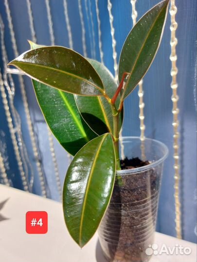 Фикус каучуконосный