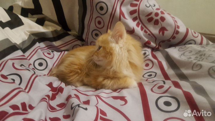 Кошечки Мейн кун