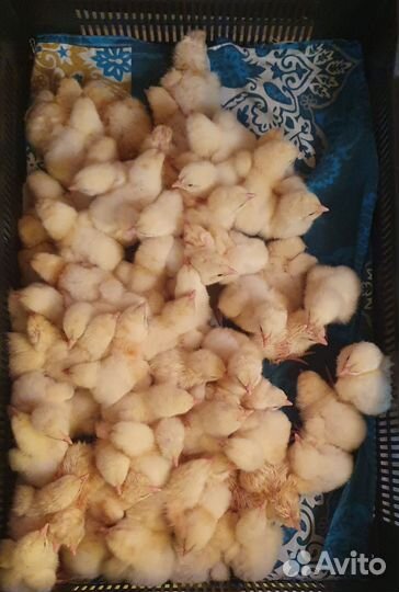 Цыплята бройлеры Испания Кобб 500 и Росс 308