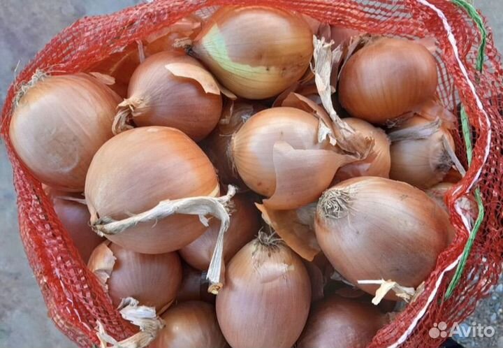 Лук репчатый оптом