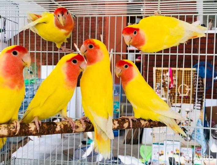 Попугай неразлучники