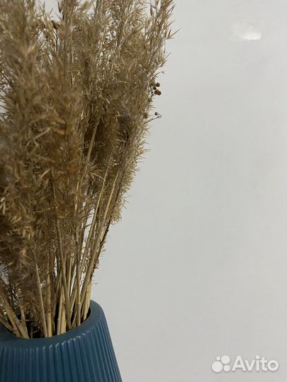 Сухоцветы цветы