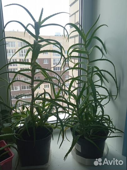 Алоэ столетник