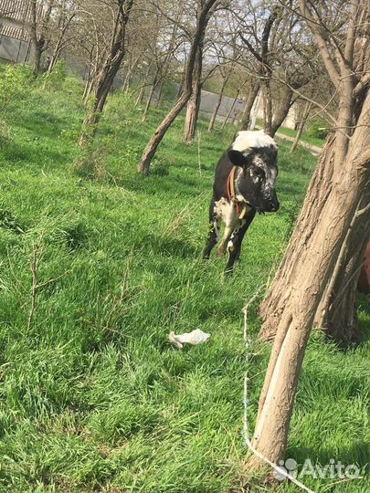 Корова дойная и телка 7 8 месяцев