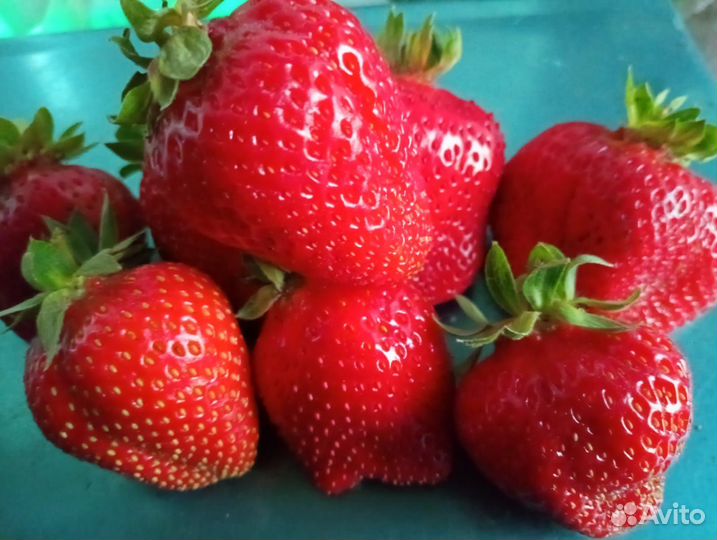 Саженцы клубники