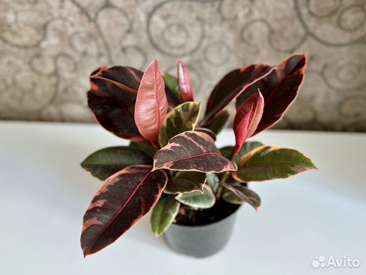 Фикус эластика Руби Пинк Ficus Elastica Ruby Pink