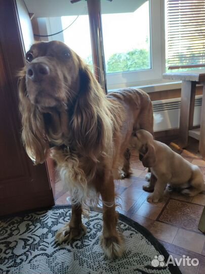 Потерялась собака Русский спаниель