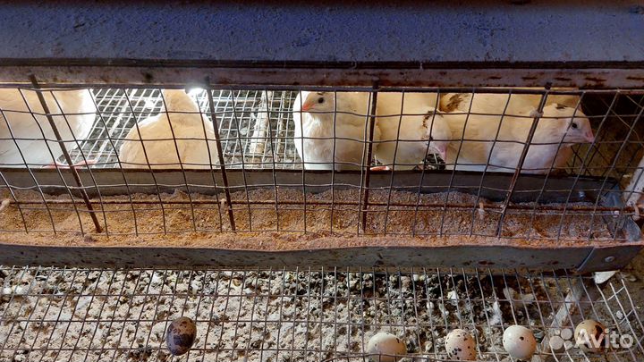 Яйцо перепелинное инкубационное