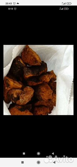 Чага берёзовая свежий сбор