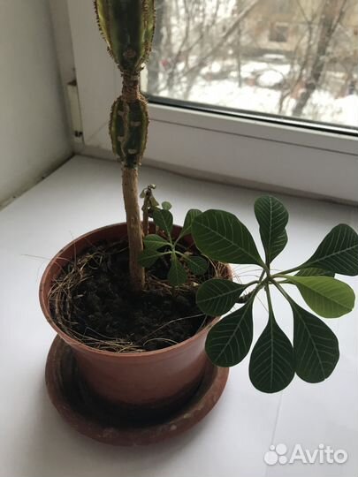 Растение комнатный цветок Молочай с отрост 68 см