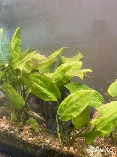 Аквариумные растения