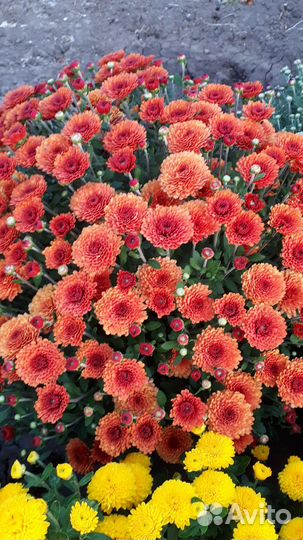 Хризантемы мультифлора