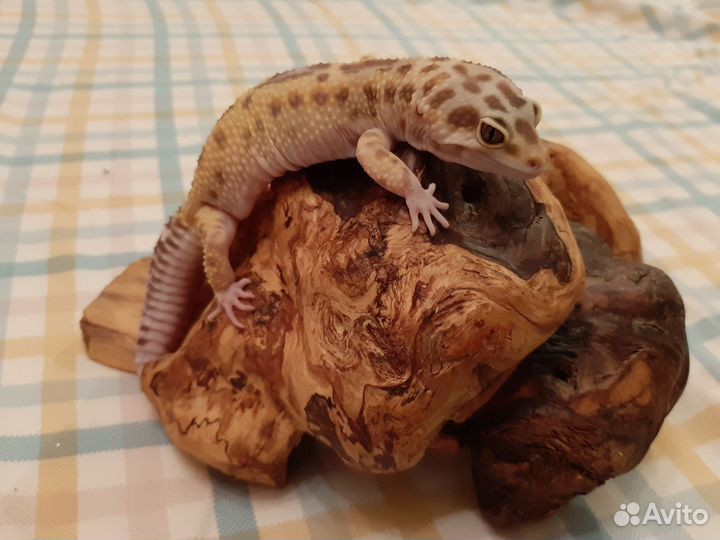 Геккон эублефар самец