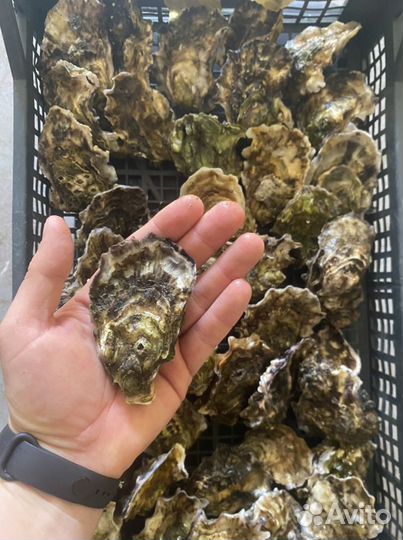 Устрицы оптом