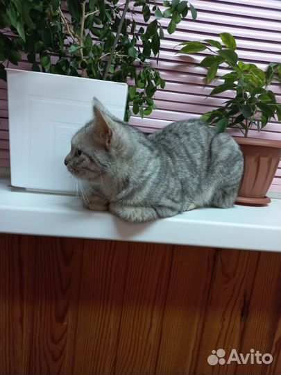 Кошки в добрые руки бесплатно