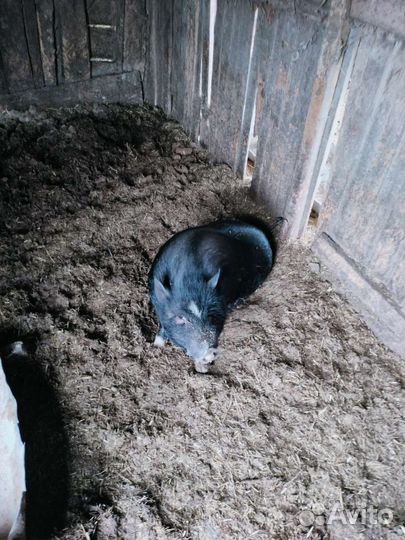 Вьетнамский вислобрюхий