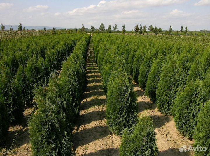 Туя в ассортименте: Смарагд, Брабант, Колумна