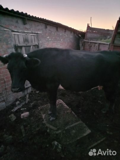 Коровы дойные