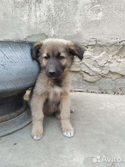 Щенок ищет дом