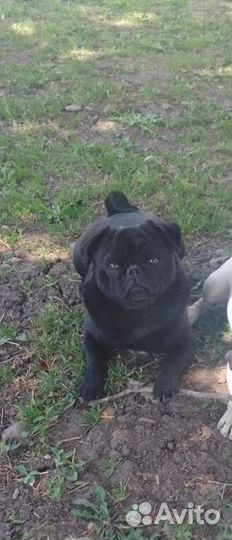 Щенки мопса