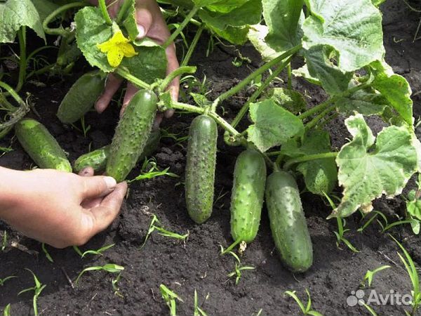 Биогумус (чистый концентрат) из конского навоза