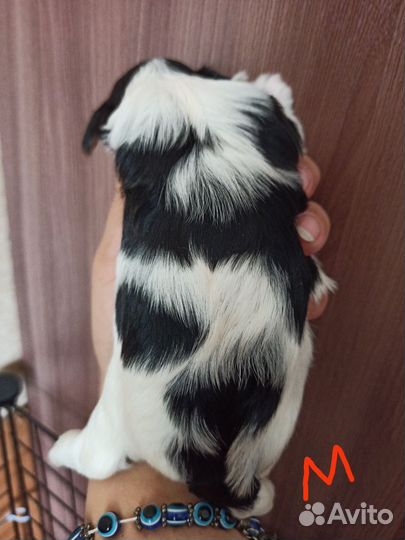 Щенки бивер йорка