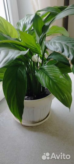 Спатифиллум женское счастье
