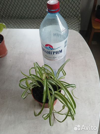Комнатные цветы