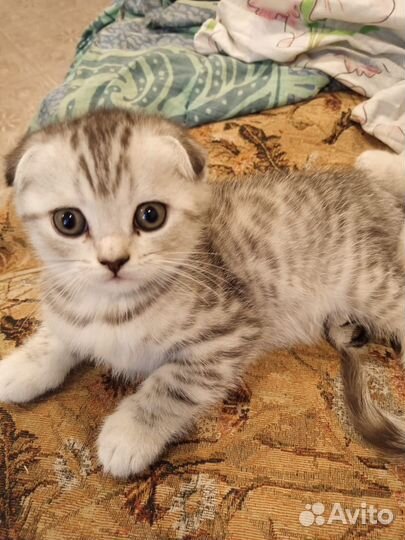 Шотландская кошка