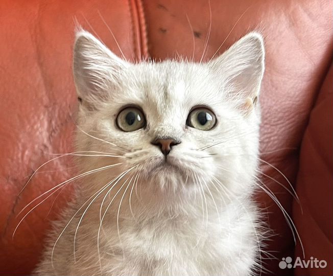 Плюшевая Серебристая Шотландская кошечка 3 мес