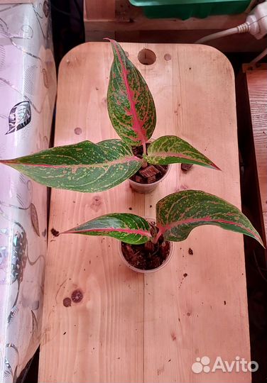 Аглаонема детки