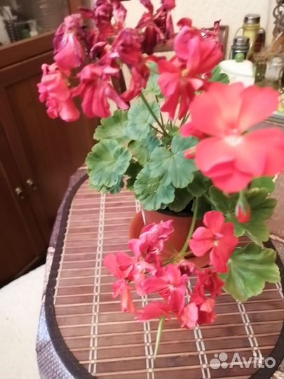 Герань пеларгония красная